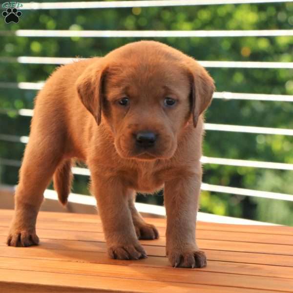 Belle, Fox Red Labrador Retriever Puppy
